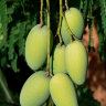 Mango Tree Dasheri Collectors Variety Grafted 