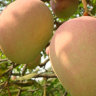 Mango Tree Son Pari Collectors Variety Grafted 