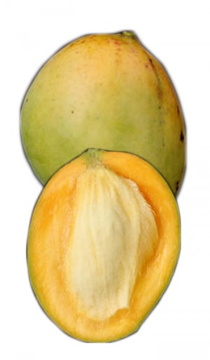Mango Tree Fairchild Semi-Dwarf Variety Grafted