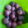 Sea Grape Fruit