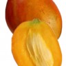Julie Mango Fruit