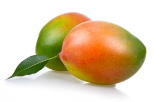 Mango Tree Keitt Variety Grafted