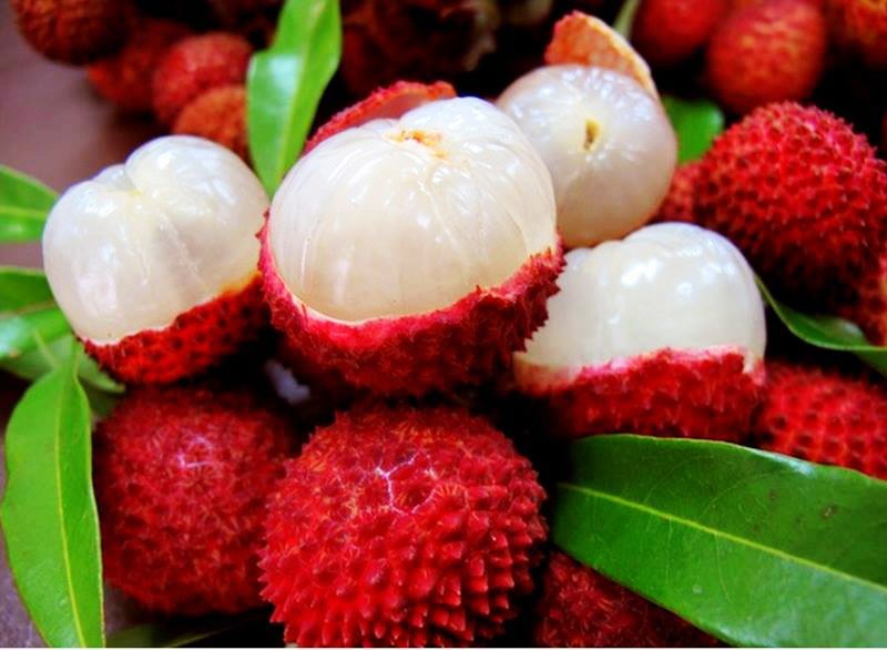 Lychee Tree Emperor Dwarf Variety AirLayered
