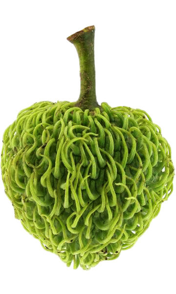 Annona Spraguei fruit