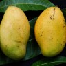 Madam Francis Mango fruit