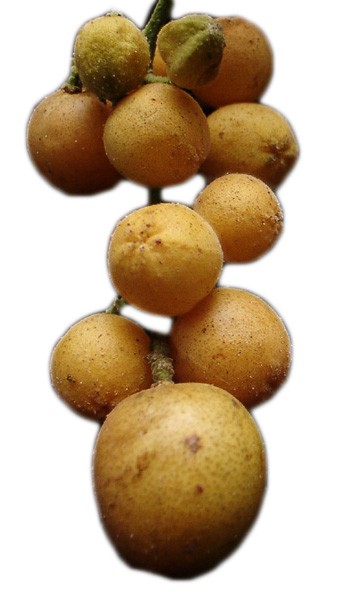 Wampee Fruit