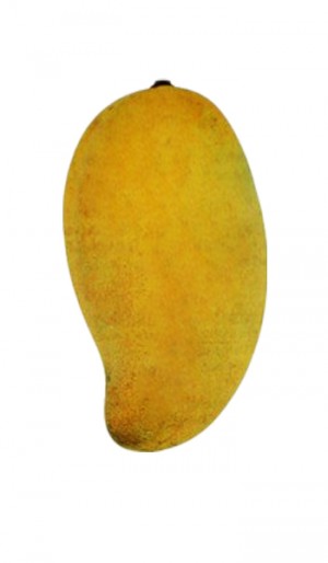 Mango Tree Okrung Tong Variety Grafted