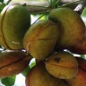 Almond Fruit Nut