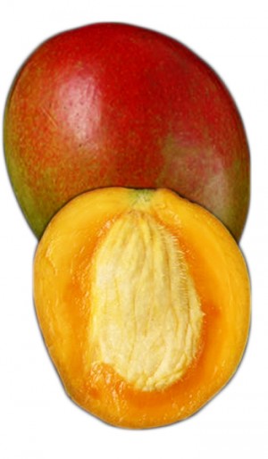 Mango Tree Zill Variety Grafted