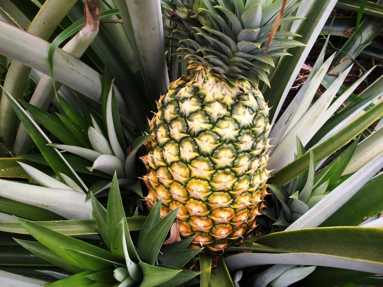 Pineapple Plant