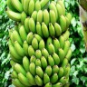 Plantain Banana
