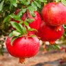 Pomegranate Big Red Variety