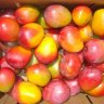 Rapoza Mango Fruit