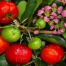 Barbados Cherry Fruit