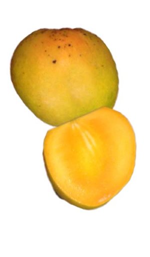 Mango Tree Honey Kiss Designer Variety Grafted