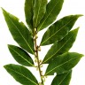 Bay Leaf Spice