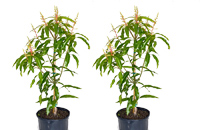 Dwarf Trees