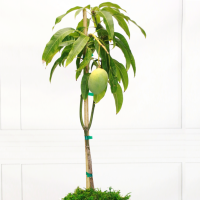 Discover the Delight of Mango Alphonso: A Global Sensation in Container Gardening