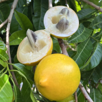 Sweeten Your Summer with the Abiu Fruit: A Tropical Delight for Your Garden