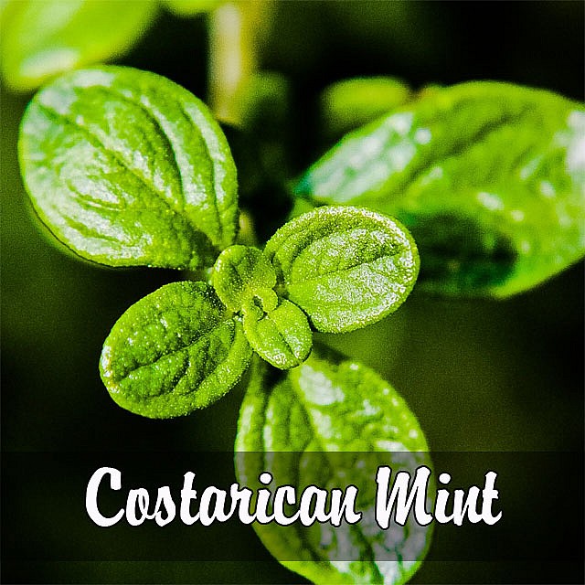 costarican mint