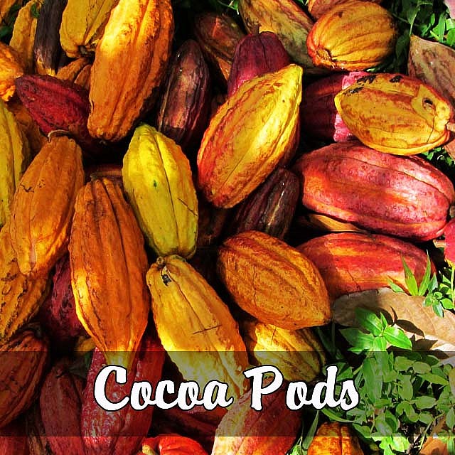 cocoa pods