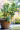 PlantOGram | Fruit Trees - Fruit Tree | Fruit Trees For Sale | Fruit ...