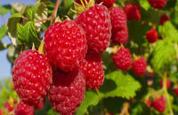 Fruiting Bushes/Shrubs