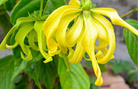 Flowering/Fragrant Trees