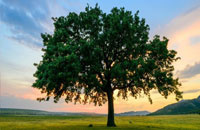 Shade Producing Fruit Trees