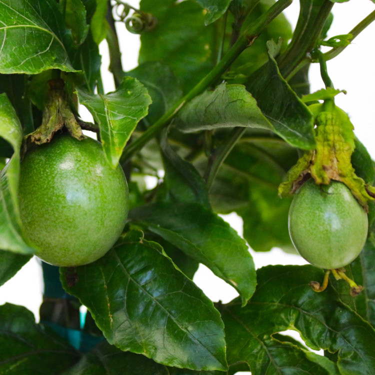 Passion Fruit  Passion Fruit