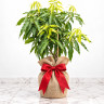 Mango Tree Edward Variety Grafted