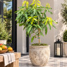 Mango Tree Edward Variety Grafted