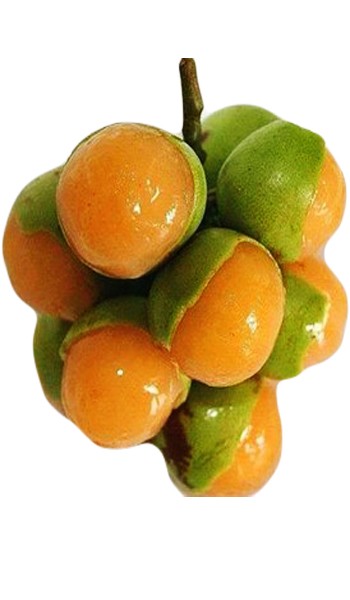 5 Semi calce spagnoli melicoccus bijugatus Guinep frutta tropicale.
