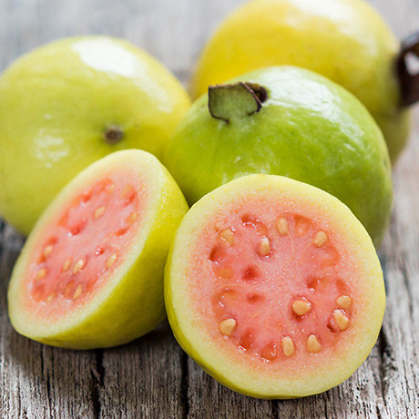 Guava Tree Pink Variety Guava Tree Pink Variety