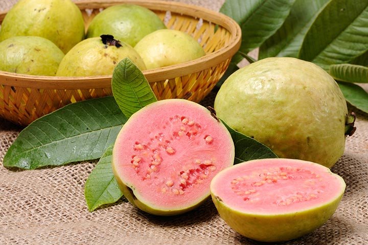 Guava Tree Pink Variety Guava Tree Pink Variety