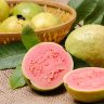 Guava Tree Pink Variety