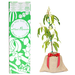 Butter Cream Mango Plant