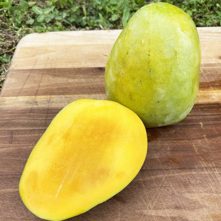 Mango Tree Butter Cream Variety Grafted  Mango Tree Butter Cream Variety Grafted
