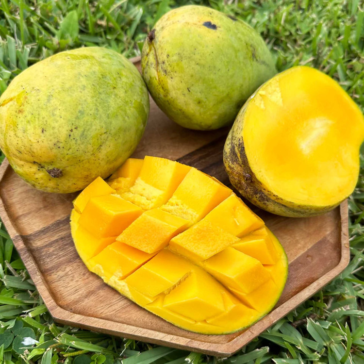 Mango Tree Butter Cream Variety Grafted  Mango Tree Butter Cream Variety Grafted