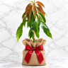 Mango Tree Butter Cream Variety Grafted 
