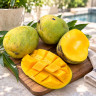 Mango Tree Butter Cream Variety Grafted 