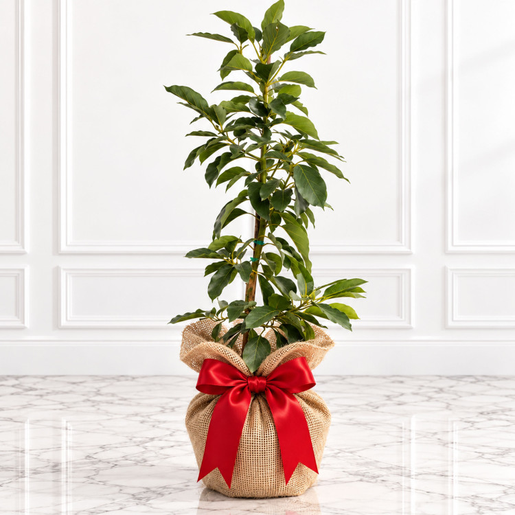 Avocado Tree Brazos Belle Cold Hardy Variety Grafted 