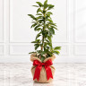 Avocado Tree Brazos Belle Cold Hardy Variety Grafted Avocado Tree Brazos Belle Cold Hardy Variety Grafted