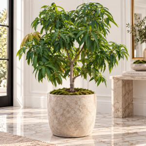 Mango Tree Dasheri Collectors Variety Grafted 