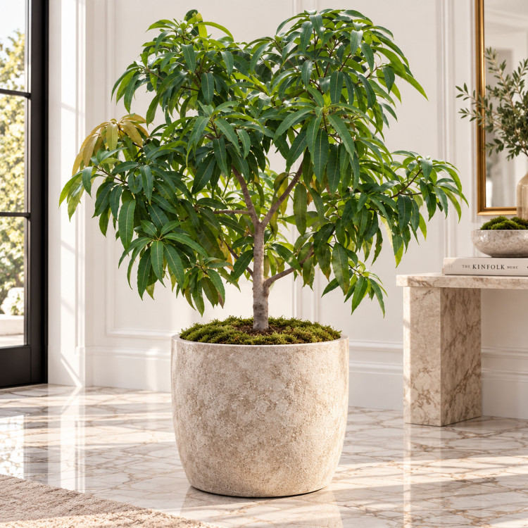 Mango Tree Dasheri Collectors Variety Grafted 