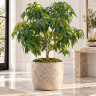 Mango Tree Dasheri Collectors Variety Grafted Mango Tree Dasheri Collectors Variety Grafted