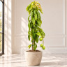 Mango Tree Carrie Semi-Dwarf Variety Grafted