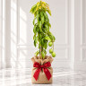 Mango Tree Carrie Semi-Dwarf Variety Grafted