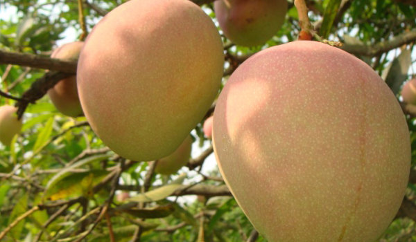 Mango Tree Son Pari Collectors Variety Grafted 