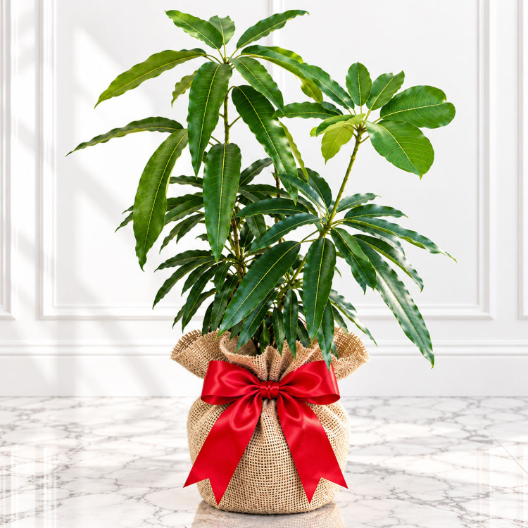 Mango Tree Son Pari Collectors Variety Grafted 